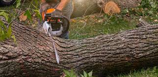 Best Tree Removal  in Fountainebleau, FL