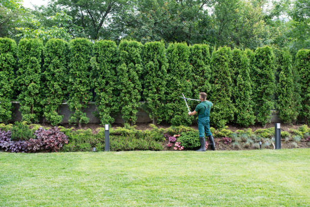 Best Tree Trimming and Pruning  in Fountainebleau, FL