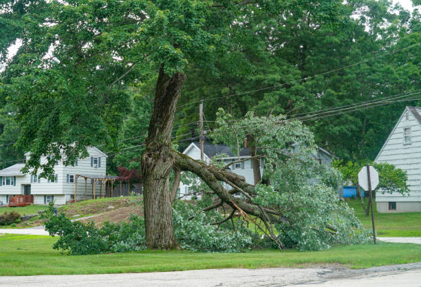  Fountainebleau, FL Tree Services Pros